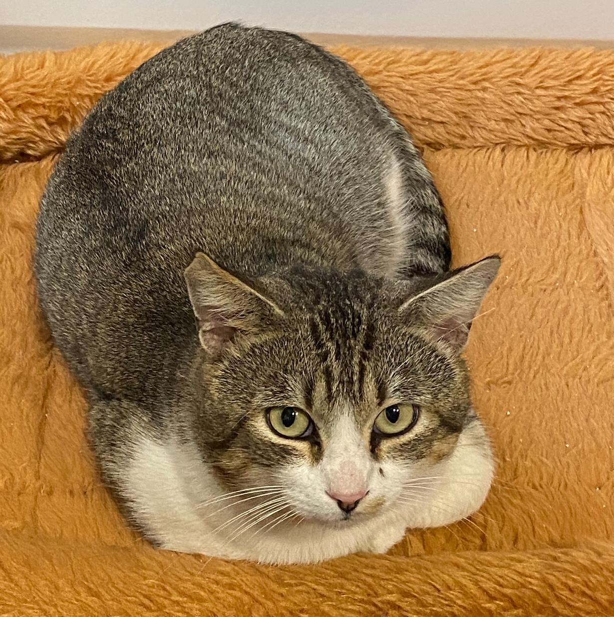 Enlarge Jax #3-mousketeers, a Adoptable mixed breed in Houston, TX image 3/3