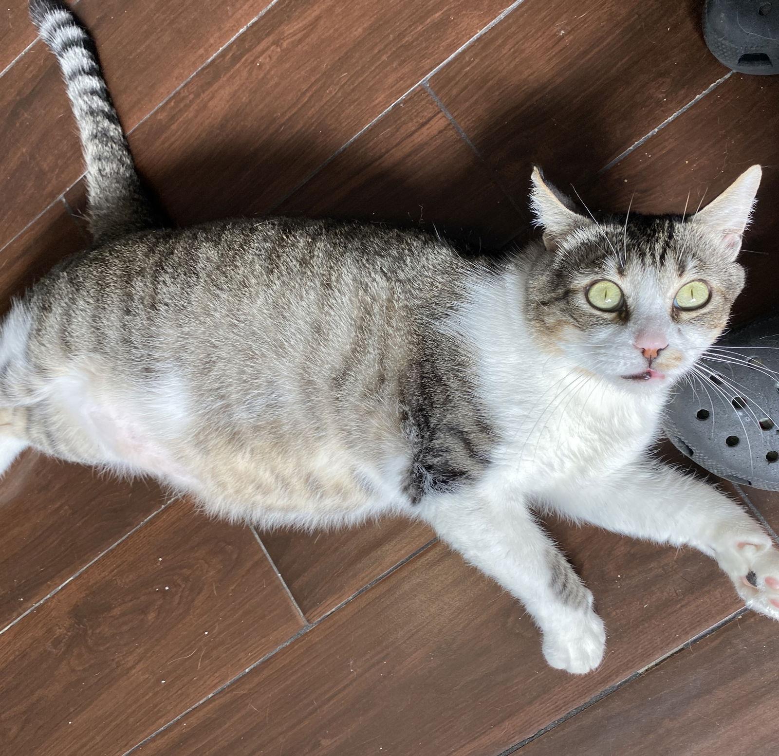 Enlarge Jax #3-mousketeers, a Adoptable mixed breed in Houston, TX image 3/3