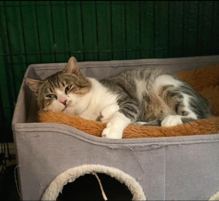 Enlarge Jax #3-mousketeers, a Adoptable mixed breed in Houston, TX image 2/3