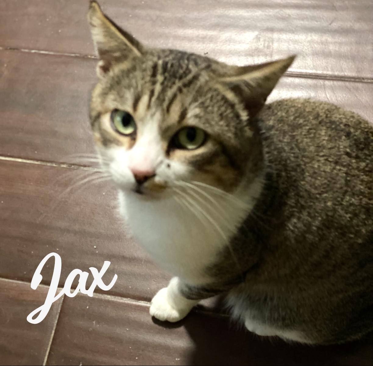 Jax #3-mousketeers, Adoptable, Adult Male Tabby & Domestic Short Hair.