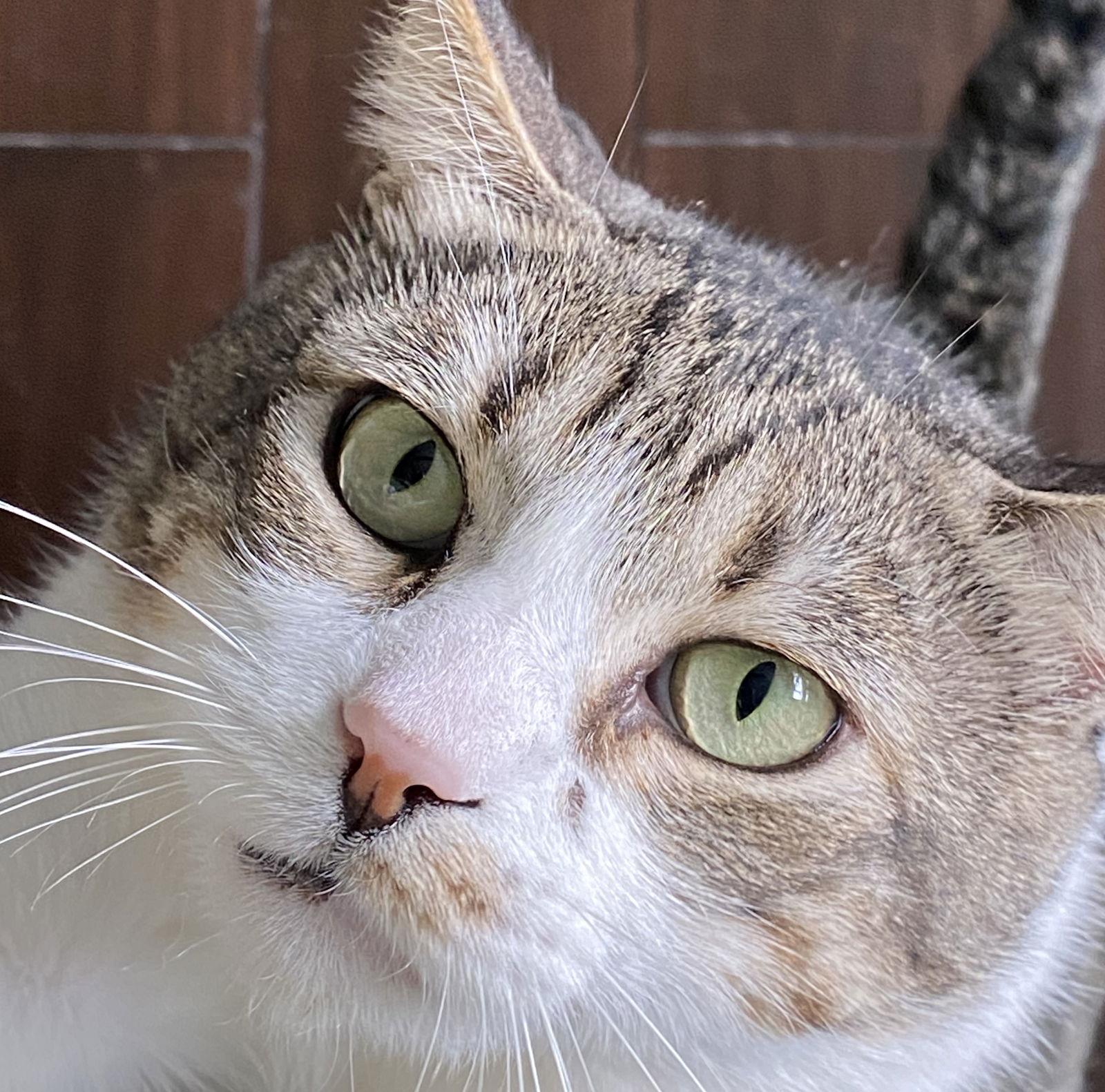 Enlarge Jax #3-mousketeers, a Adoptable mixed breed in Houston, TX image 2/3