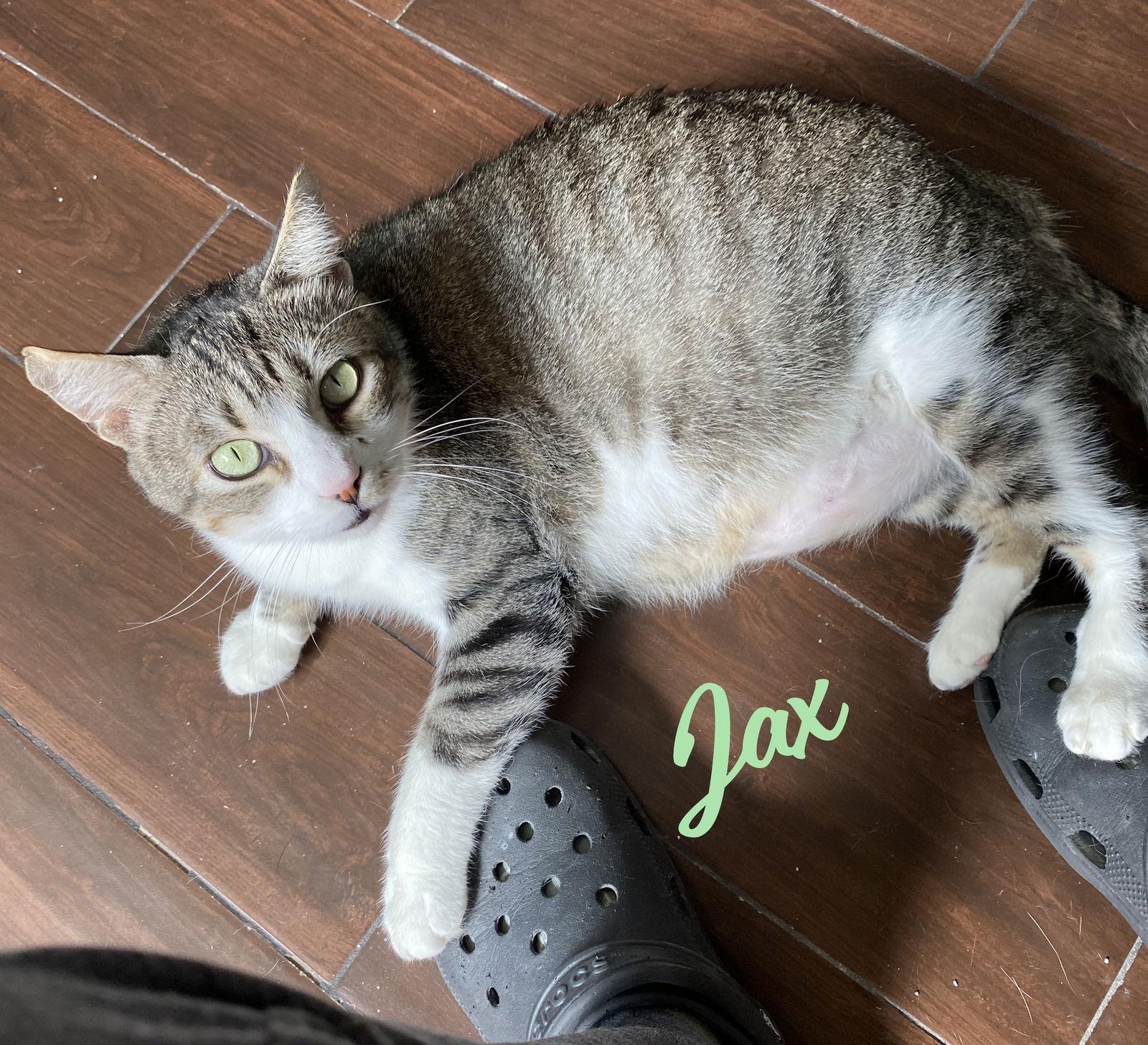 Enlarge Jax #3-mousketeers, a Adoptable mixed breed in Houston, TX image 1/3