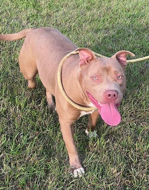 Hank, Adoptable, Adult Male American Staffordshire Terrier.