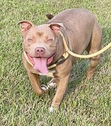 Hank, a Adoptable American Staffordshire Terrier in Cairo, GA image 2/6