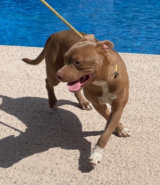 Hank, a Adoptable American Staffordshire Terrier in Cairo, GA image 3/6