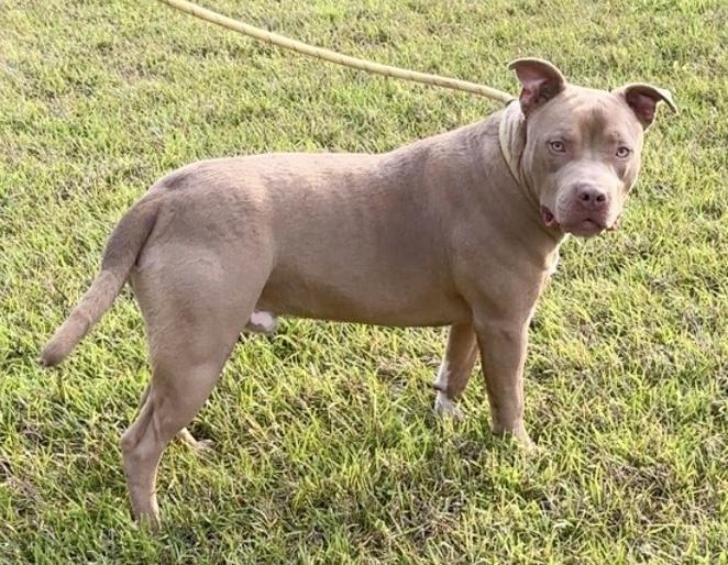 Hank, a Adoptable American Staffordshire Terrier in Cairo, GA image 4/6