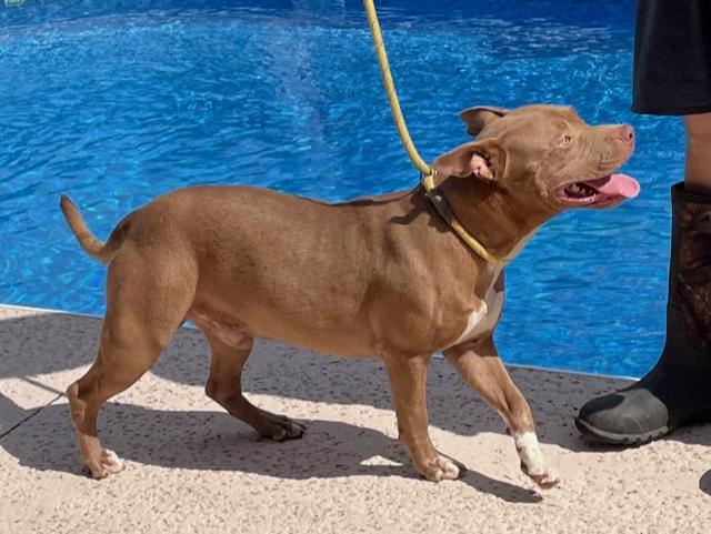 Hank, a Adoptable American Staffordshire Terrier in Cairo, GA image 5/6