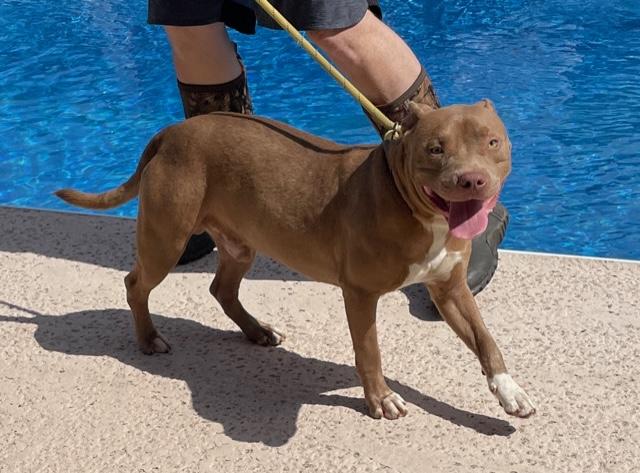 Hank, a Adoptable American Staffordshire Terrier in Cairo, GA image 6/6