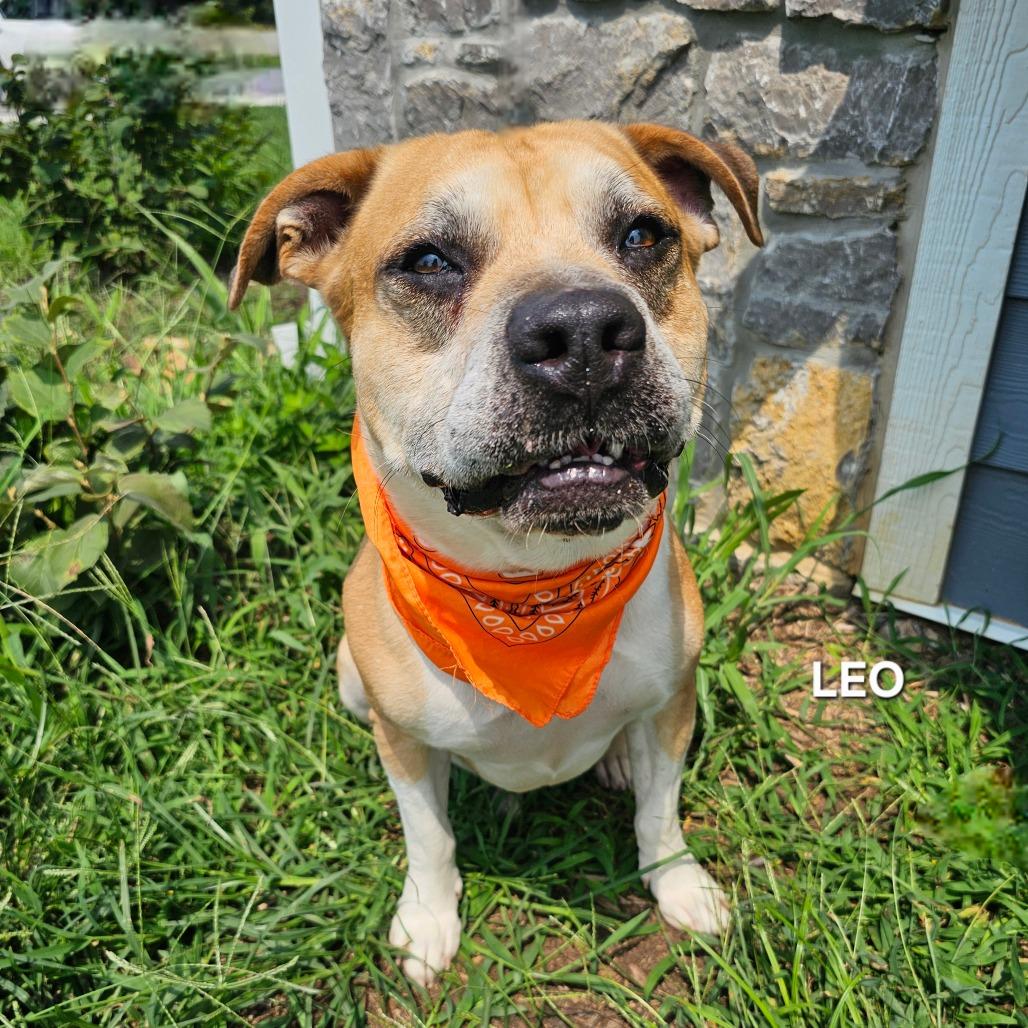 Enlarge Leo, a Adoptable mixed breed in Madisonville, TN image 2/3
