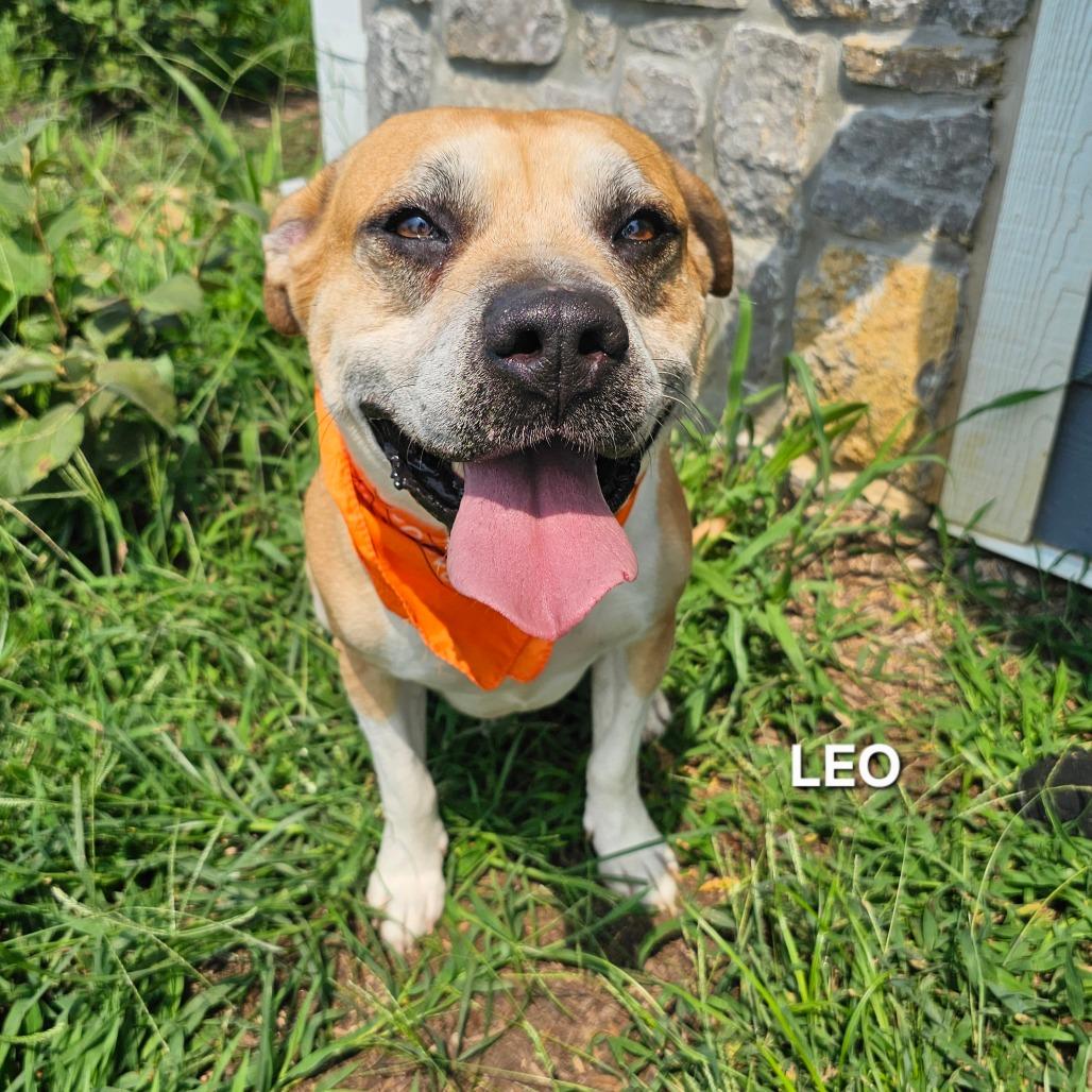 Enlarge Leo, a Adoptable mixed breed in Madisonville, TN image 3/3