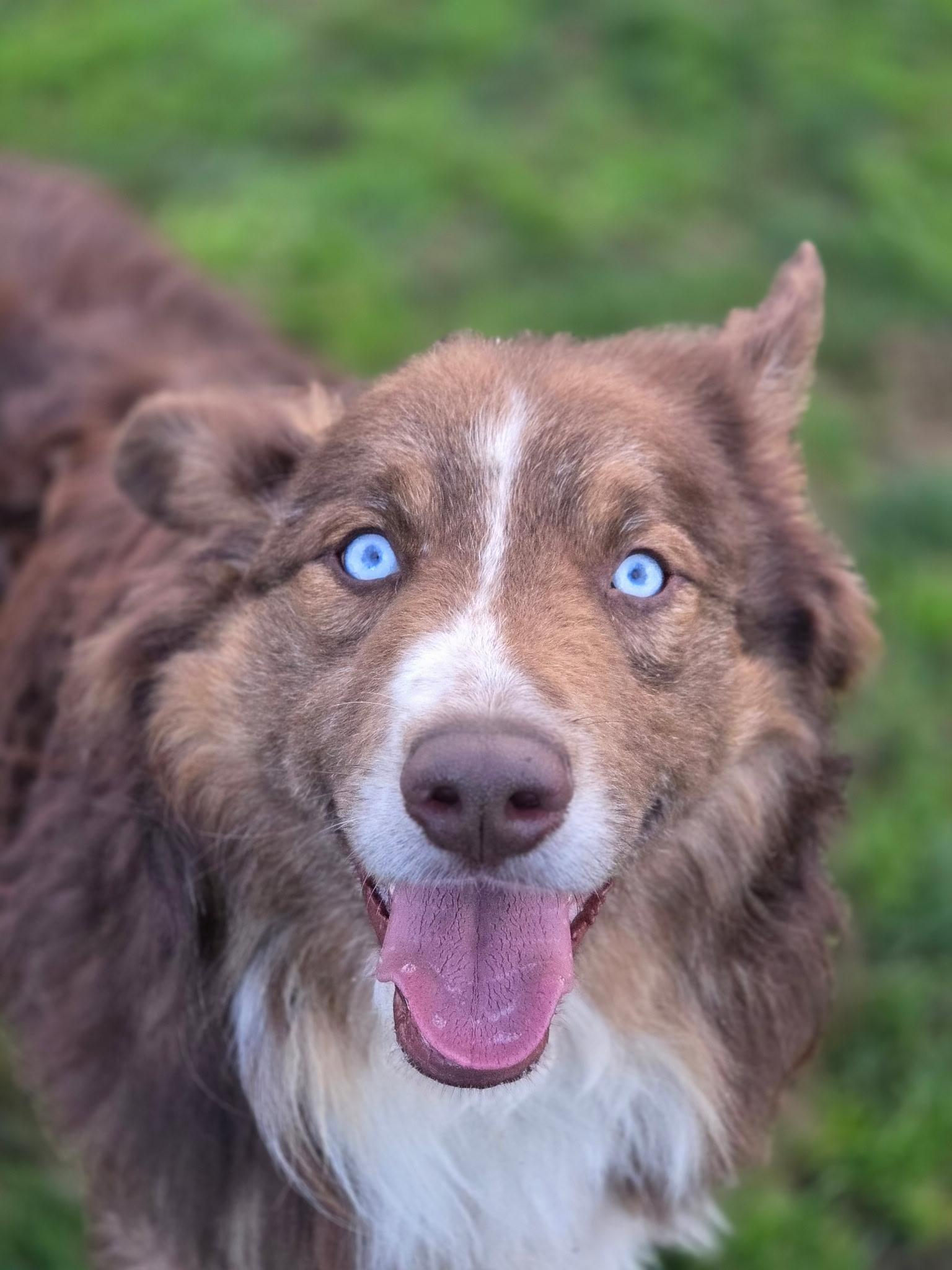 Enlarge Rocky, a ADOPTABLE Australian Shepherd in Port Angeles, WA image 1/2