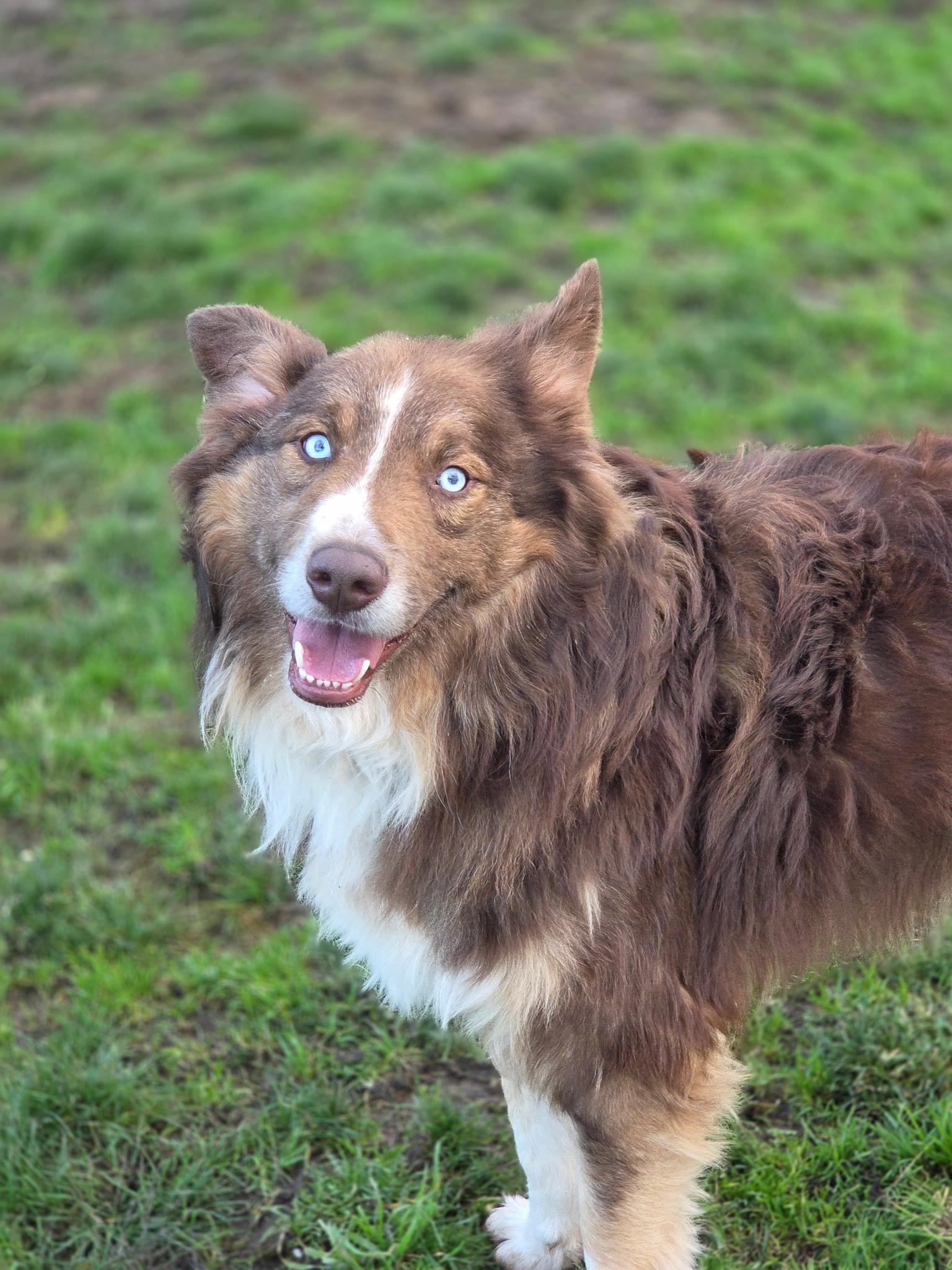 Enlarge Rocky, a ADOPTABLE Australian Shepherd in Port Angeles, WA image 2/2