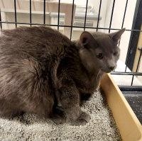 Enlarge JAYDEN, a ADOPTABLE mixed breed in Henderson, NV image 2/2