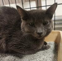 JAYDEN, ADOPTABLE, Young Male Russian Blue.