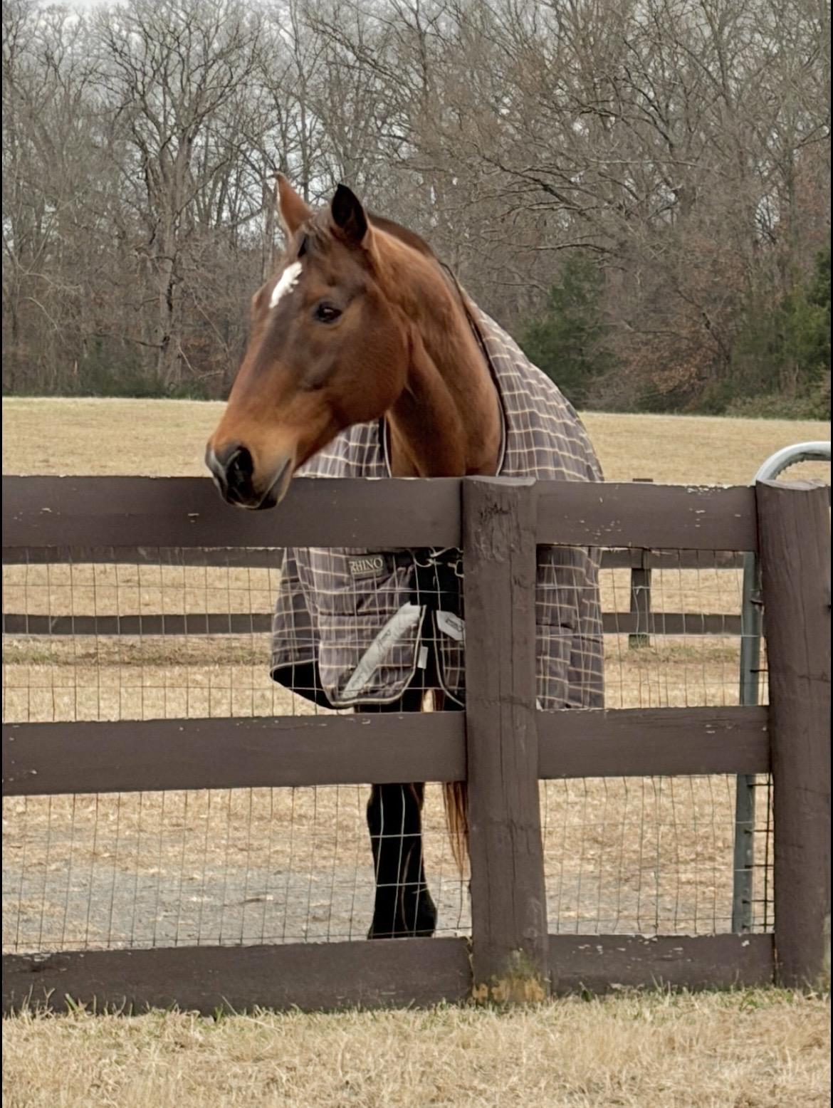 Bailey, Adoptable, Senior Male Appaloosa.
