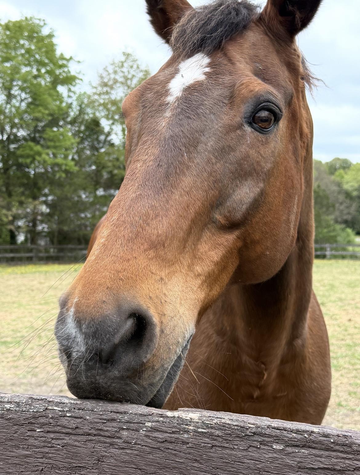 Bailey, a Adoptable Appaloosa in Fairfax, VA image 2/3