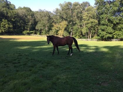Enlarge Bailey, a Adoptable Appaloosa in Fairfax, VA image 1/1