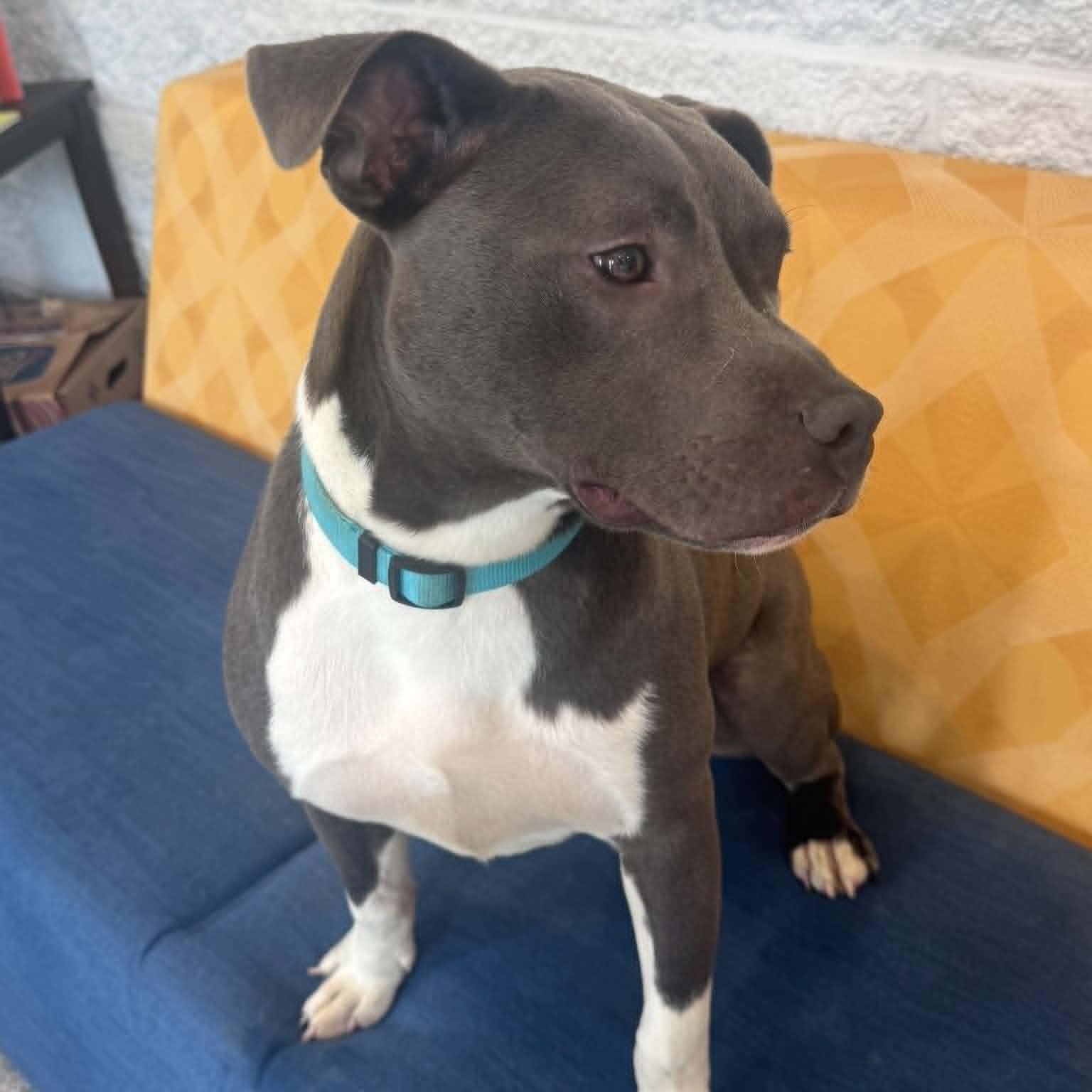 Enlarge Archie, a ADOPTABLE mixed breed in Danbury, CT image 3/4