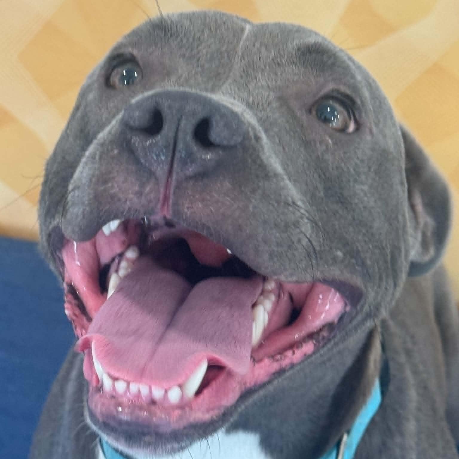 Enlarge Archie, a ADOPTABLE mixed breed in Danbury, CT image 4/4
