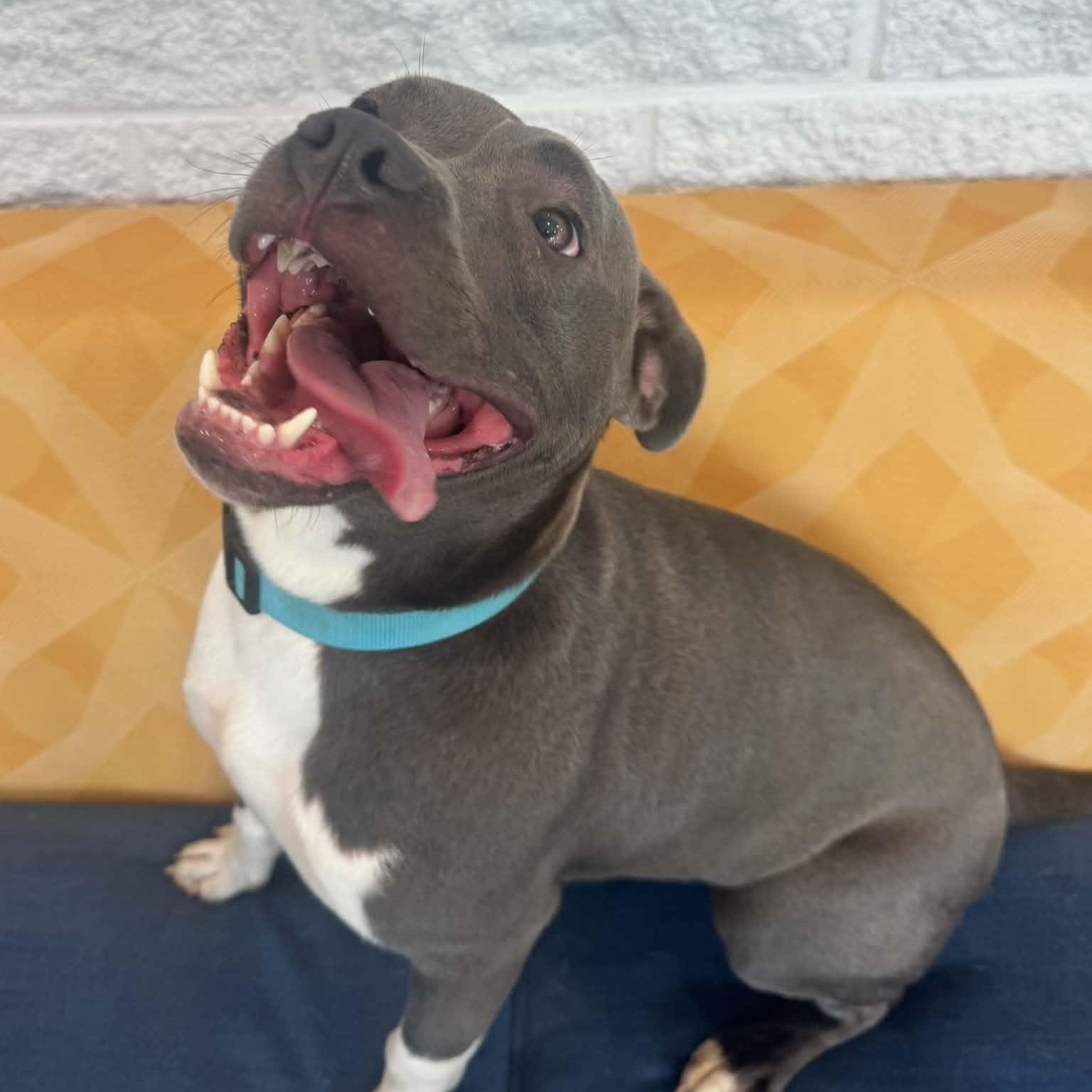 Enlarge Archie, a ADOPTABLE mixed breed in Danbury, CT image 2/4