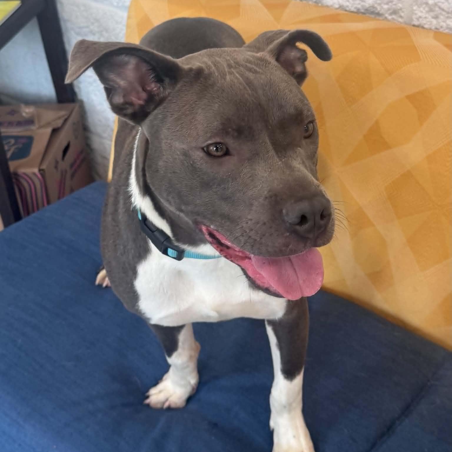 Archie, ADOPTABLE, Young Male American Staffordshire Terrier.