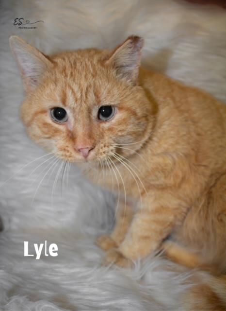 Lyle, a Adoptable Domestic Short Hair in Aurora, NE image 1/2