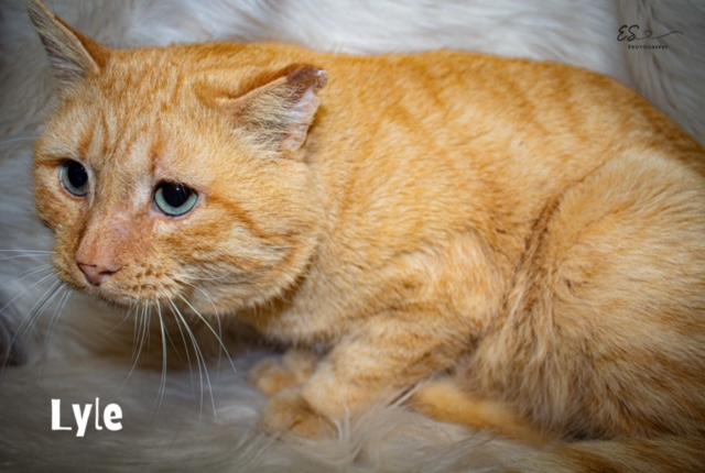 Lyle, a Adoptable Domestic Short Hair in Aurora, NE image 2/2