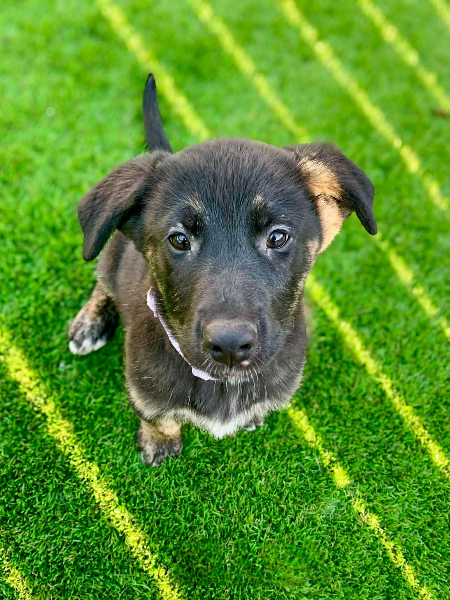 Nancy, adopted, Puppy Female Shepherd & Labrador Retriever.