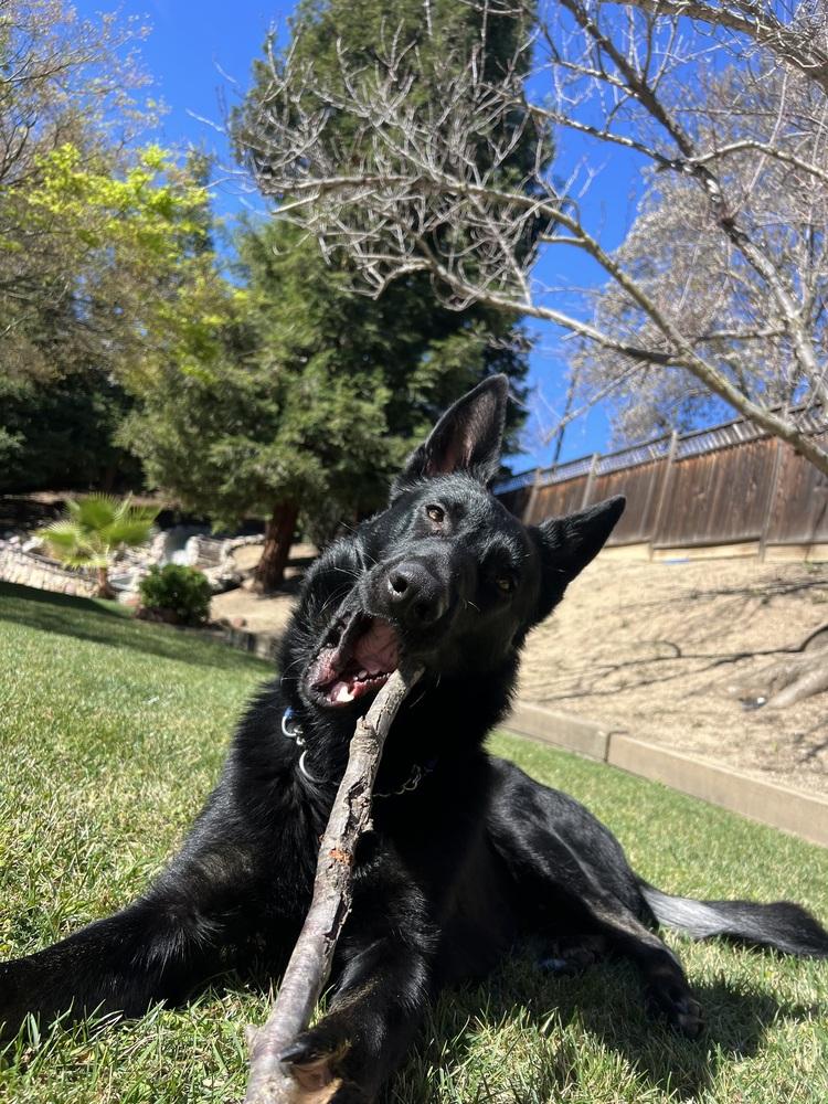 Shadow, Adoptable, Young Male German Shepherd Dog.