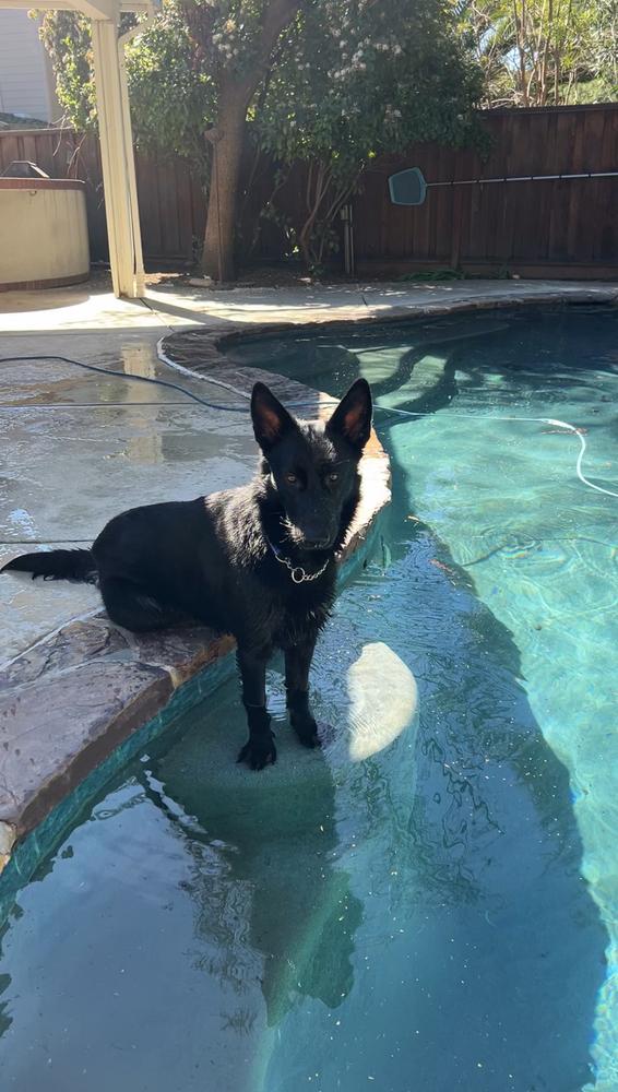 Enlarge Shadow, a Adoptable mixed breed in Pleasant Hill, CA image 2/6