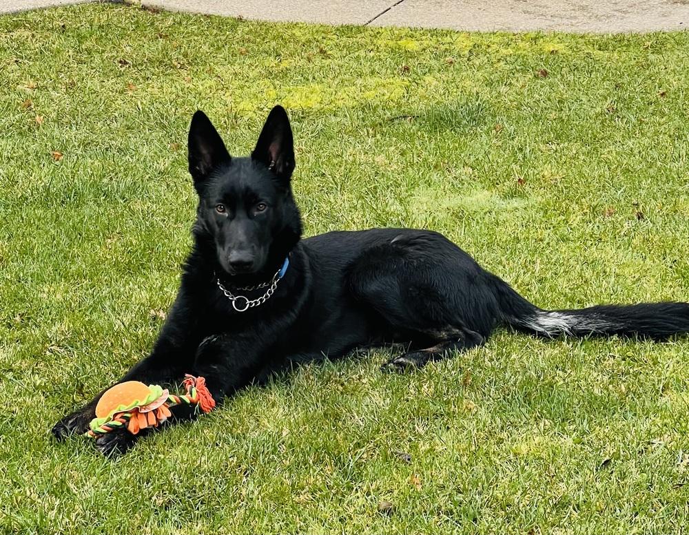 Enlarge Shadow, a Adoptable mixed breed in Pleasant Hill, CA image 3/6