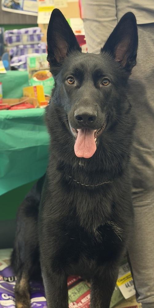 Enlarge Shadow, a Adoptable mixed breed in Pleasant Hill, CA image 4/6
