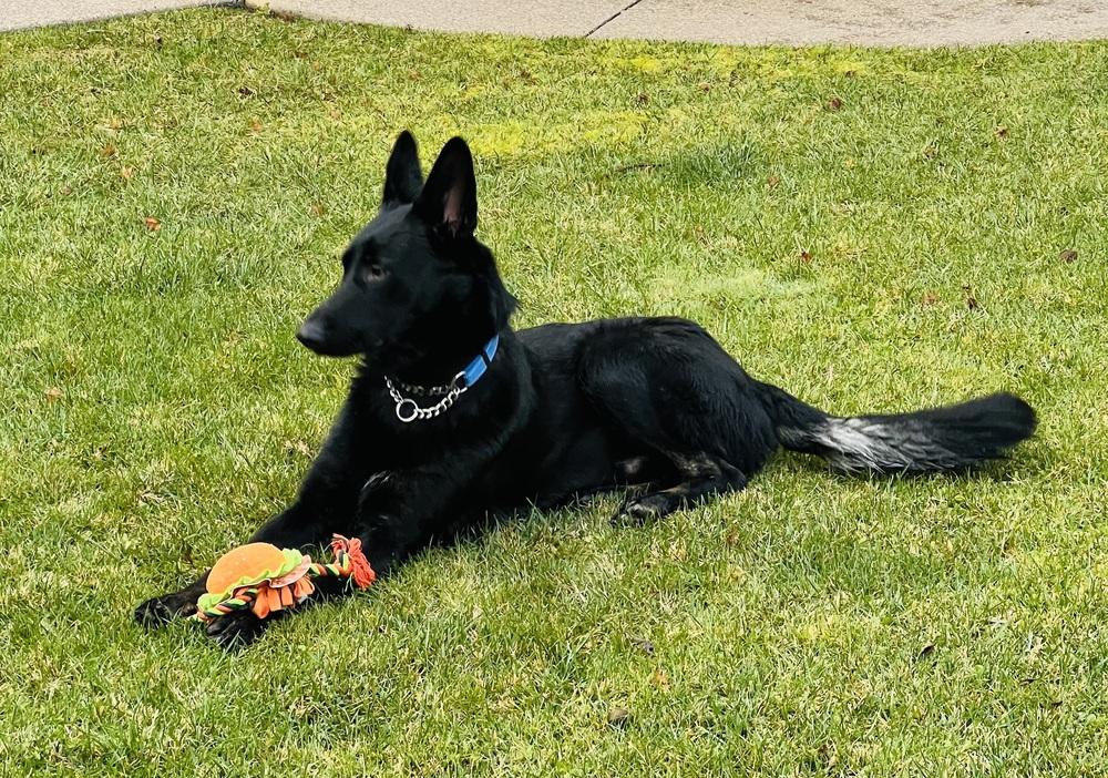 Enlarge Shadow, a Adoptable mixed breed in Pleasant Hill, CA image 5/6