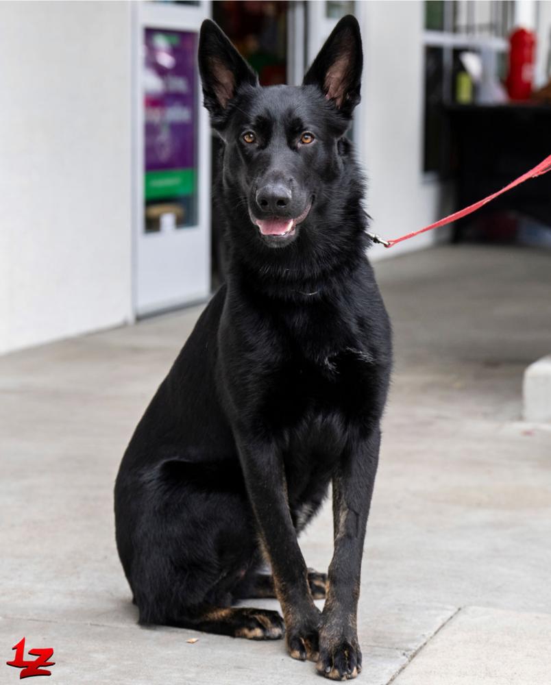 Enlarge Shadow, a Adoptable mixed breed in Pleasant Hill, CA image 6/6