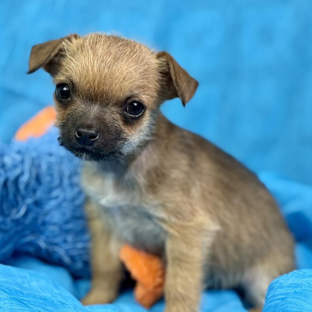 Enlarge Peep: Teeny-Tiny , a ADOPTABLE mixed breed in San Antonio, TX image 1/6