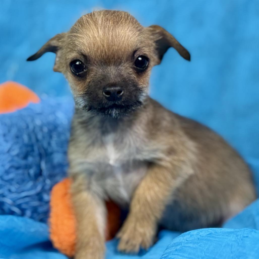 Enlarge Peep: Teeny-Tiny , a ADOPTABLE mixed breed in San Antonio, TX image 3/6