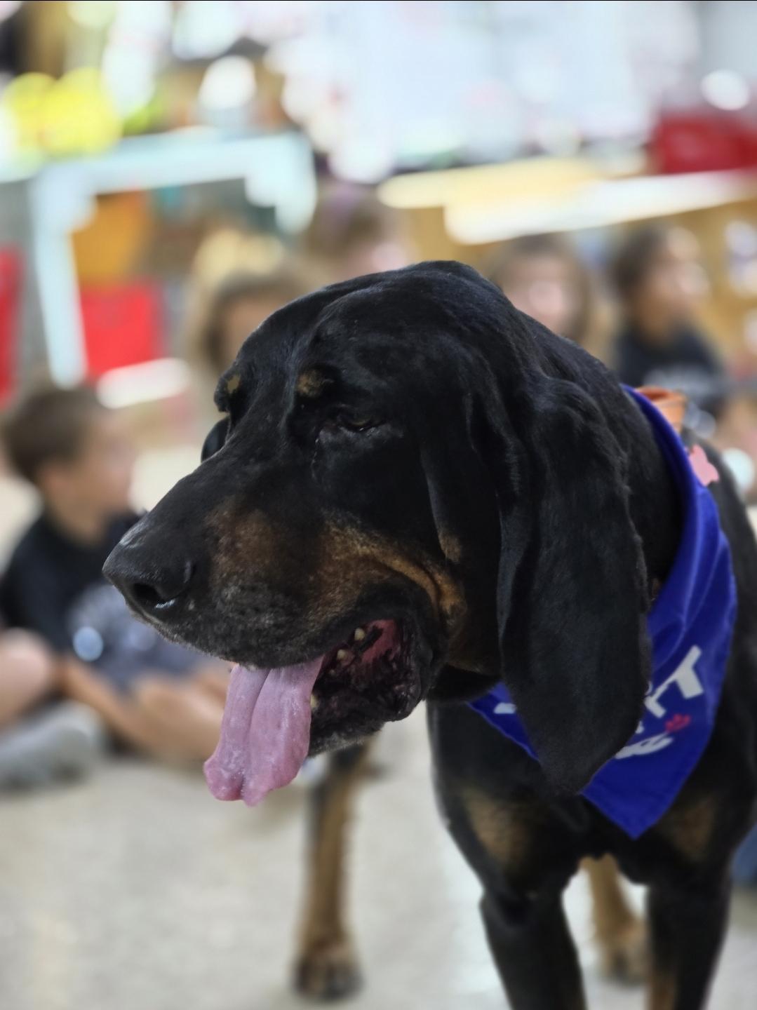 Rsnger, Adoptable, Adult Male Coonhound.