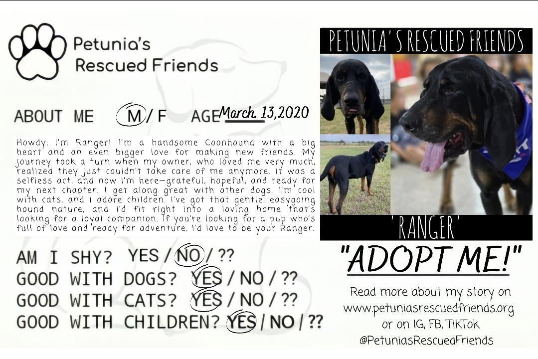 Enlarge Rsnger, a Adoptable Coonhound in Castroville, TX image 2/3