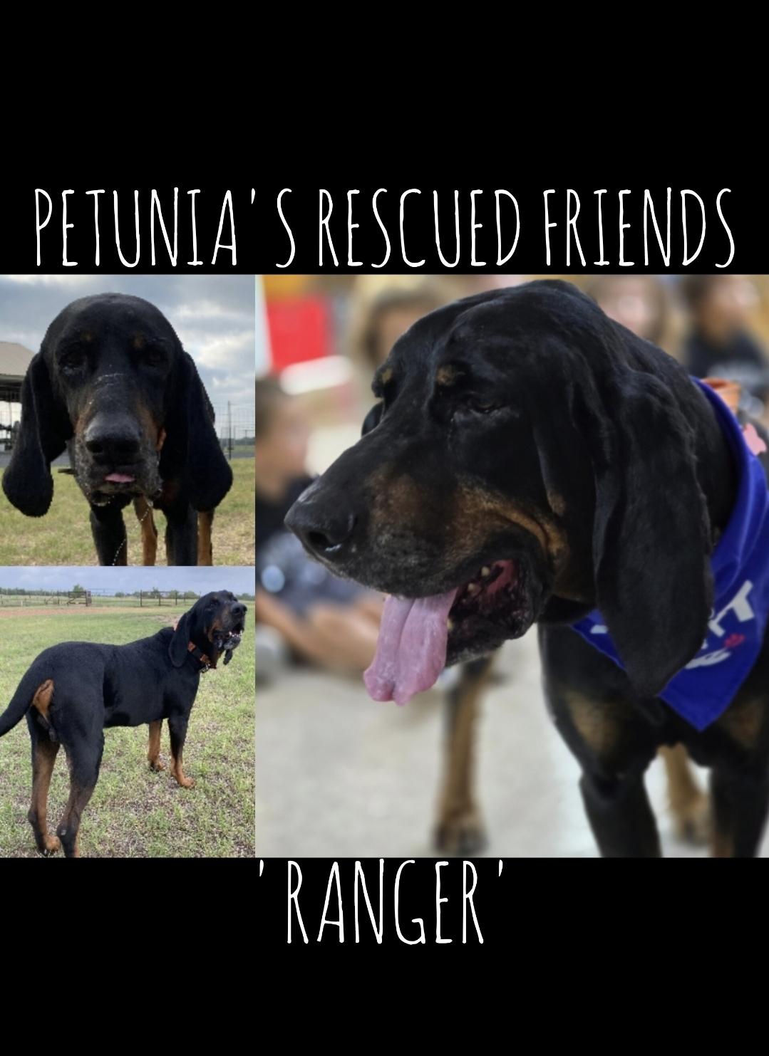 Enlarge Rsnger, a Adoptable Coonhound in Castroville, TX image 3/3