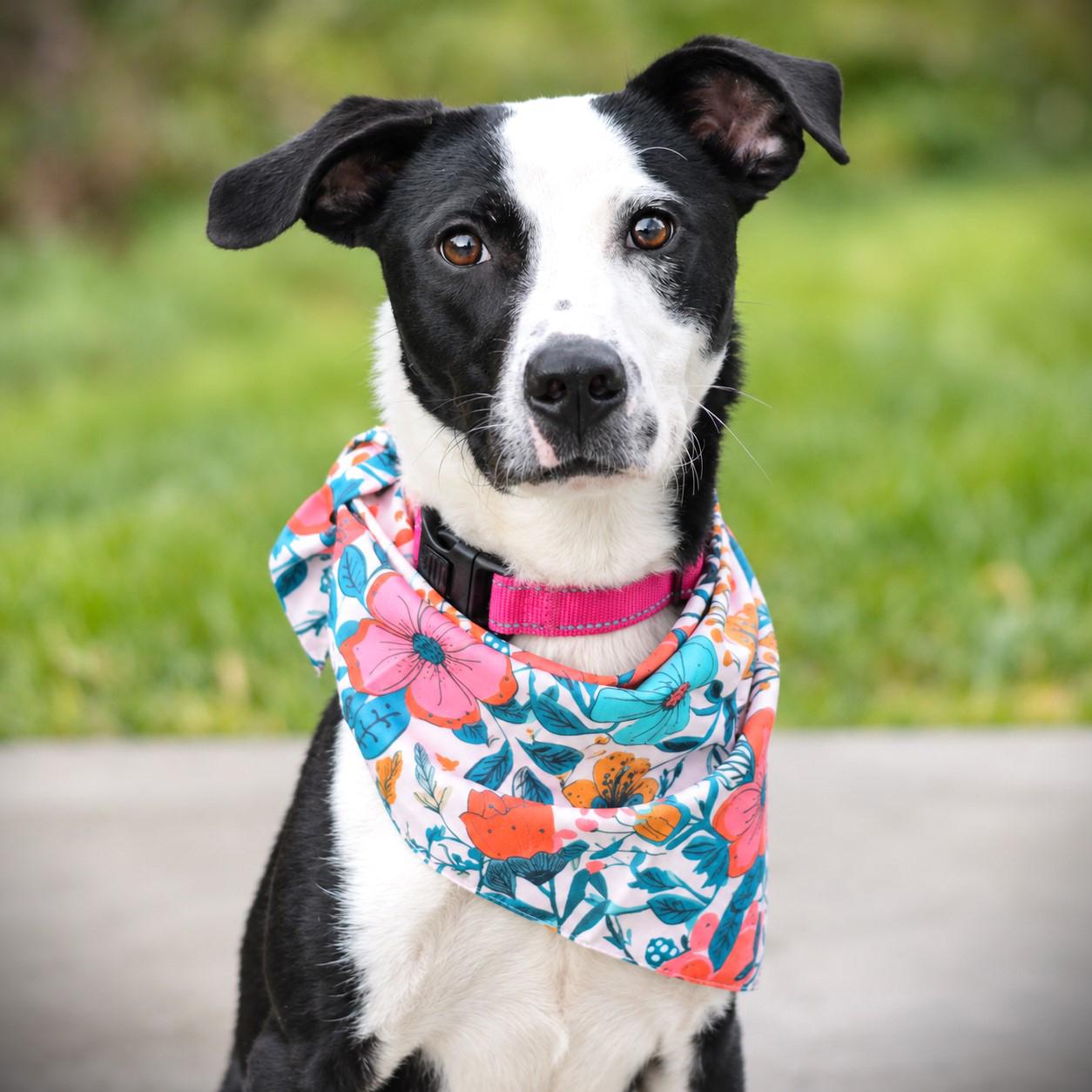 Freyja, Adoptable, Young Female Collie.
