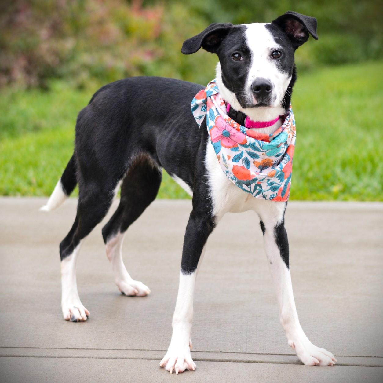 Enlarge Freyja, a Adoptable mixed breed in Amsterdam, NY image 2/2