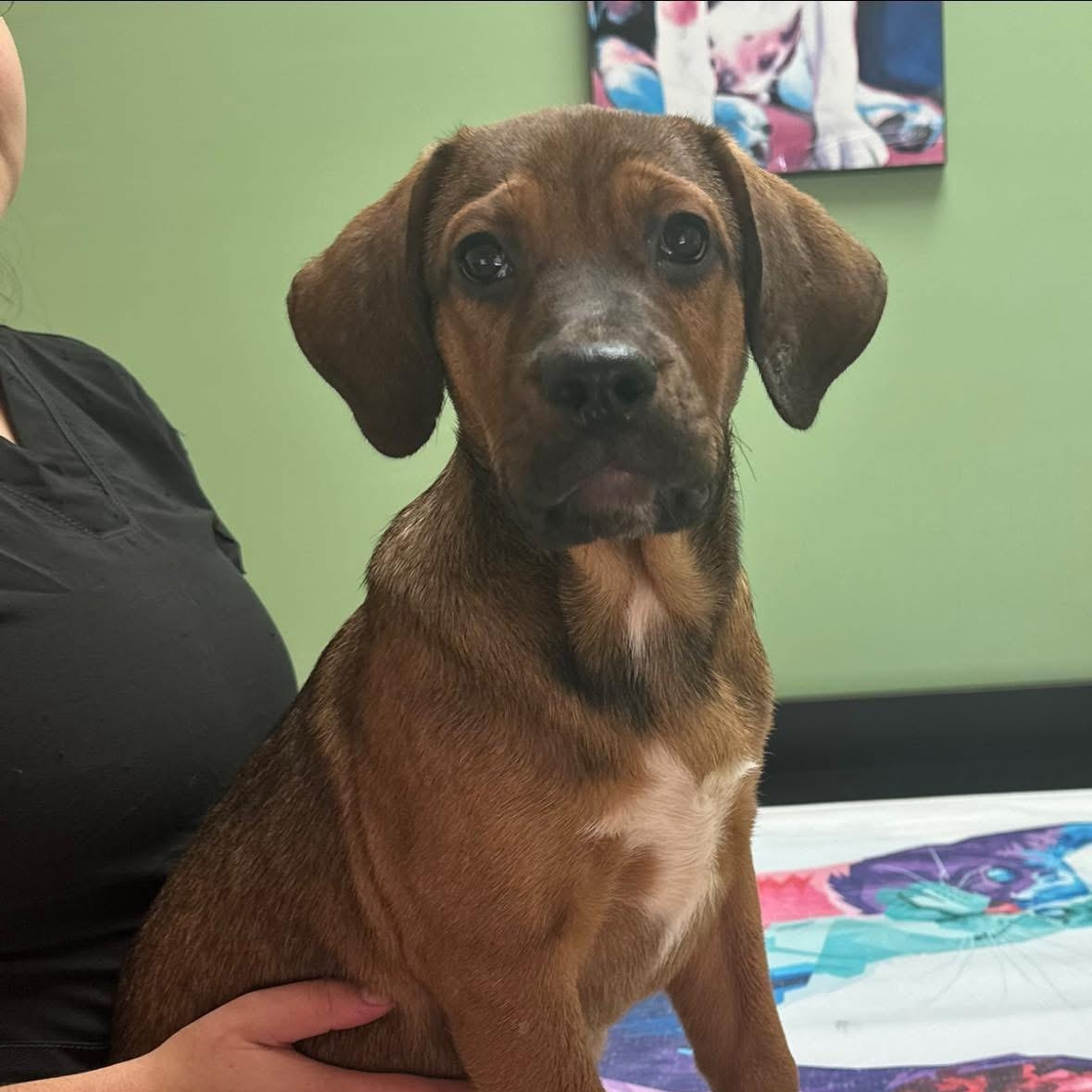 Java $395, a Adoptable mixed breed in Seneca, SC image 4/4