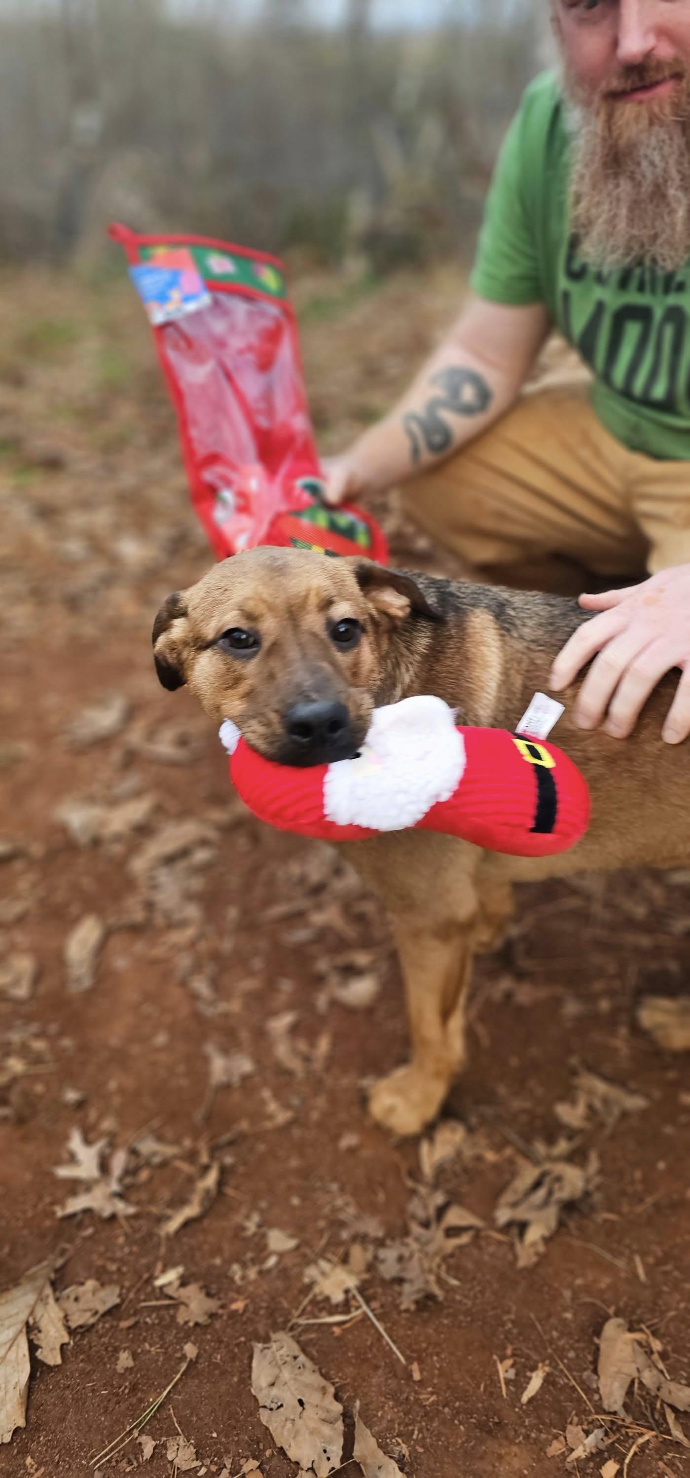 Enlarge Java $195, a Adoptable mixed breed in Seneca, SC image 2/5