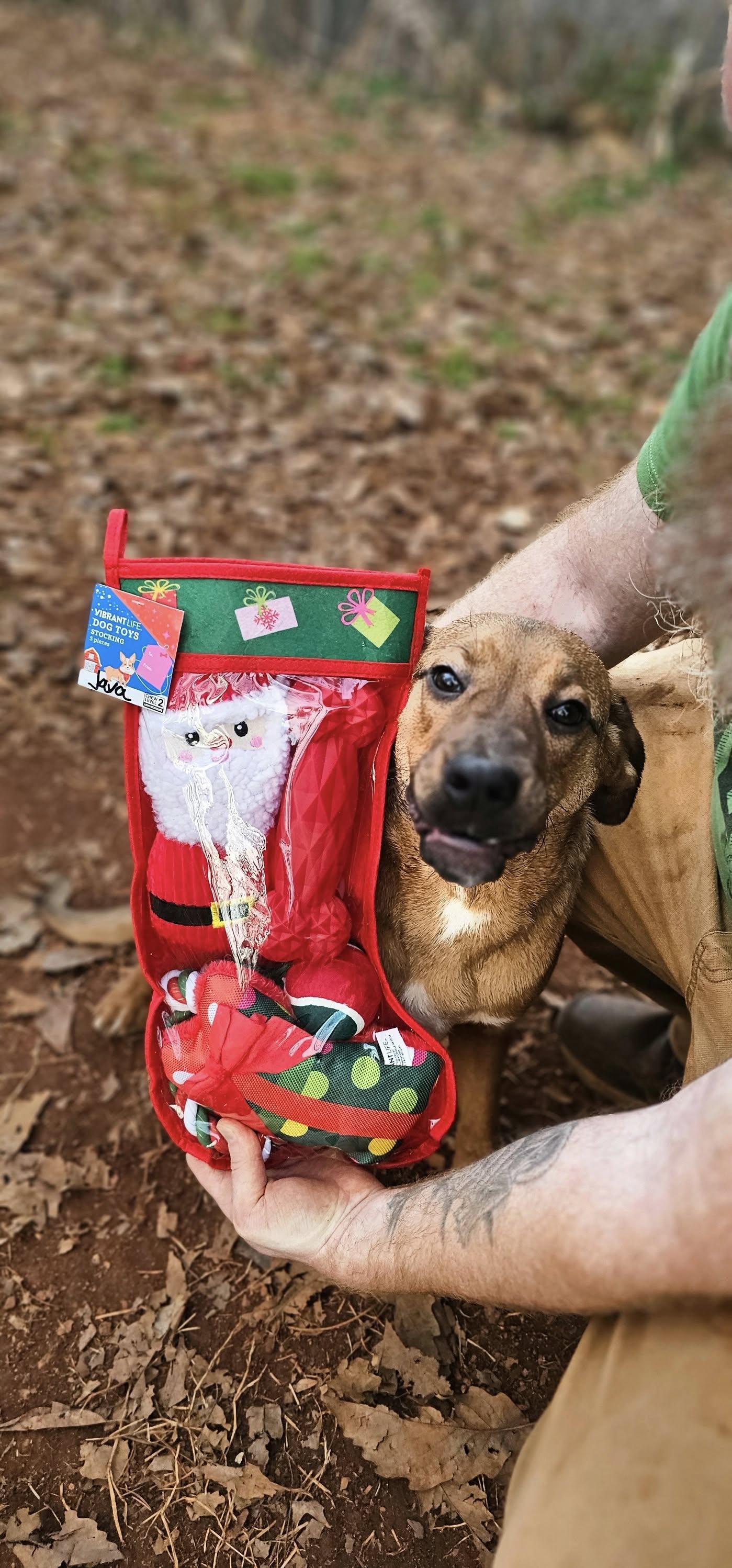 Enlarge Java $195, a Adoptable mixed breed in Seneca, SC image 4/5