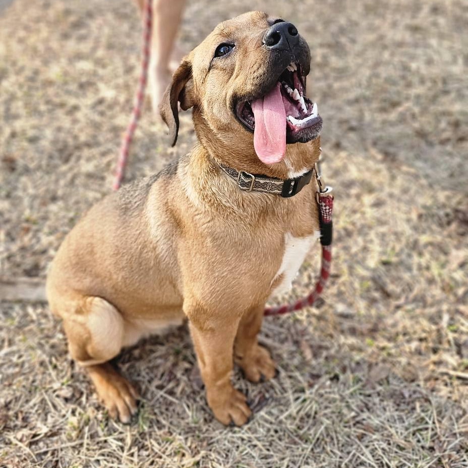 Enlarge Java $195, a Adoptable mixed breed in Seneca, SC image 1/5
