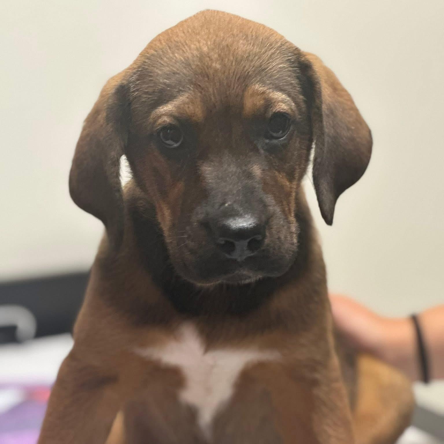 Java $395, a Adoptable mixed breed in Seneca, SC image 3/4