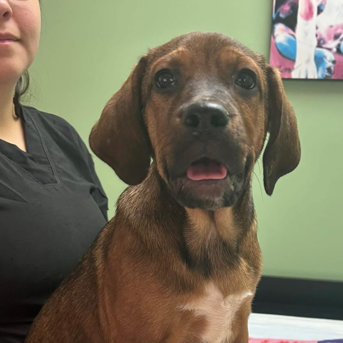 Java $395, a Adoptable mixed breed in Seneca, SC image 2/4