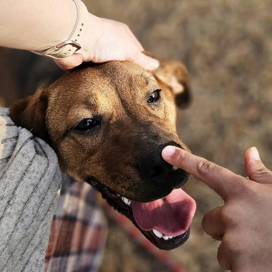Enlarge Java $195, a Adoptable mixed breed in Seneca, SC image 3/5