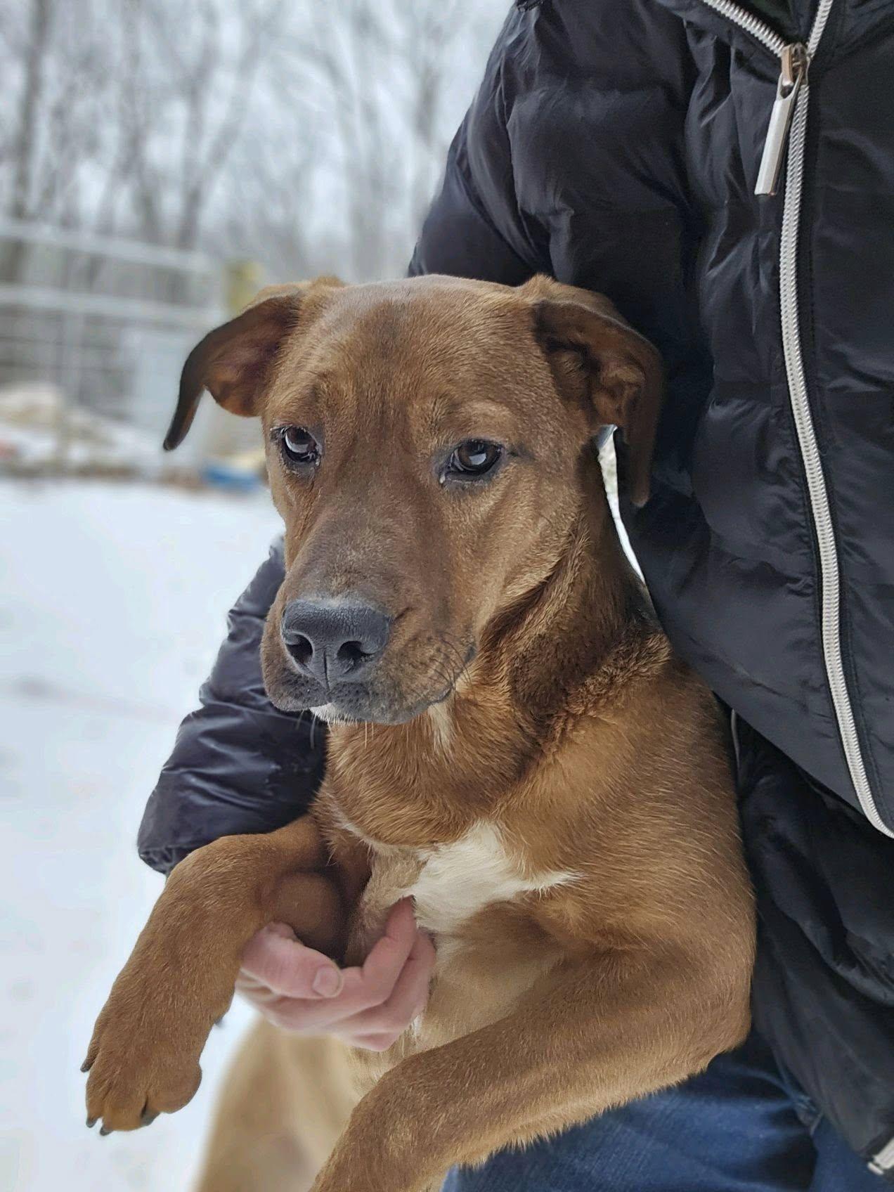 Enlarge Java $195, a Adoptable mixed breed in Seneca, SC image 3/5