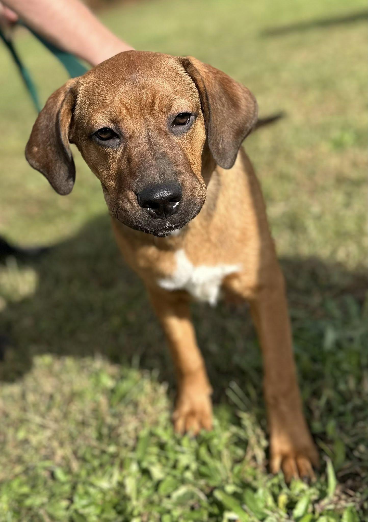 Java $395, a Adoptable mixed breed in Seneca, SC image 1/4